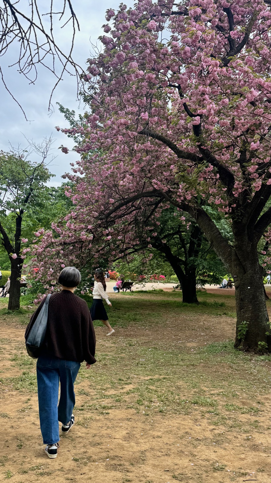 Late-blooming cherry blossoms at Shinjuku Gyoen